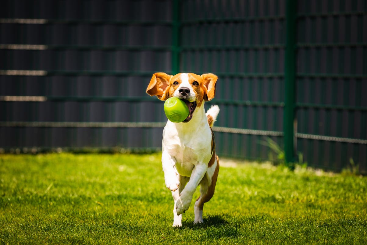 Beagle Dog Running with a Toy in Garden