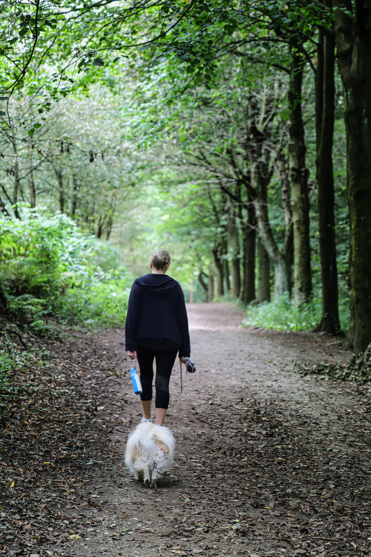 Forest walk